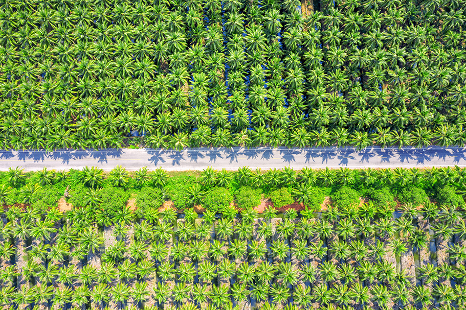 ISPO 1 aerial view coconut palm trees plantation road