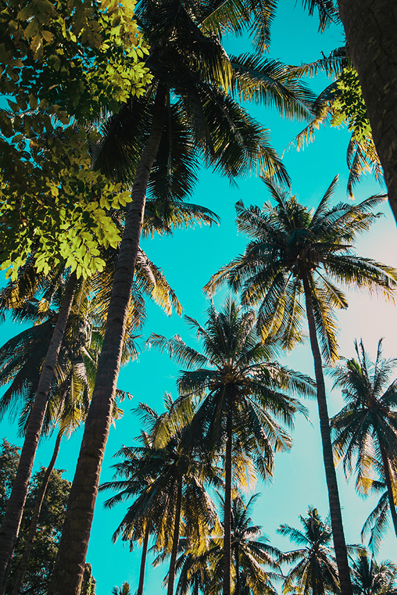 ISPO 2 beautiful tropical sunset with coconut palm trees beach blue sky with vintage effect toned