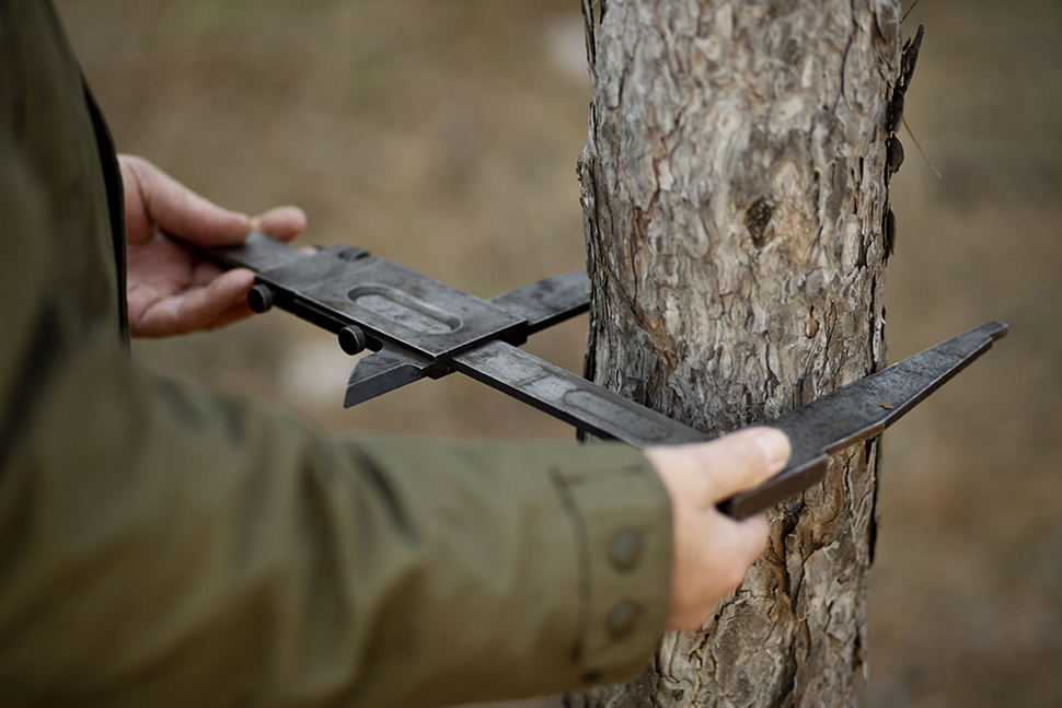 Verifikasi Legalitas Kayu 4 close up park ranger woods