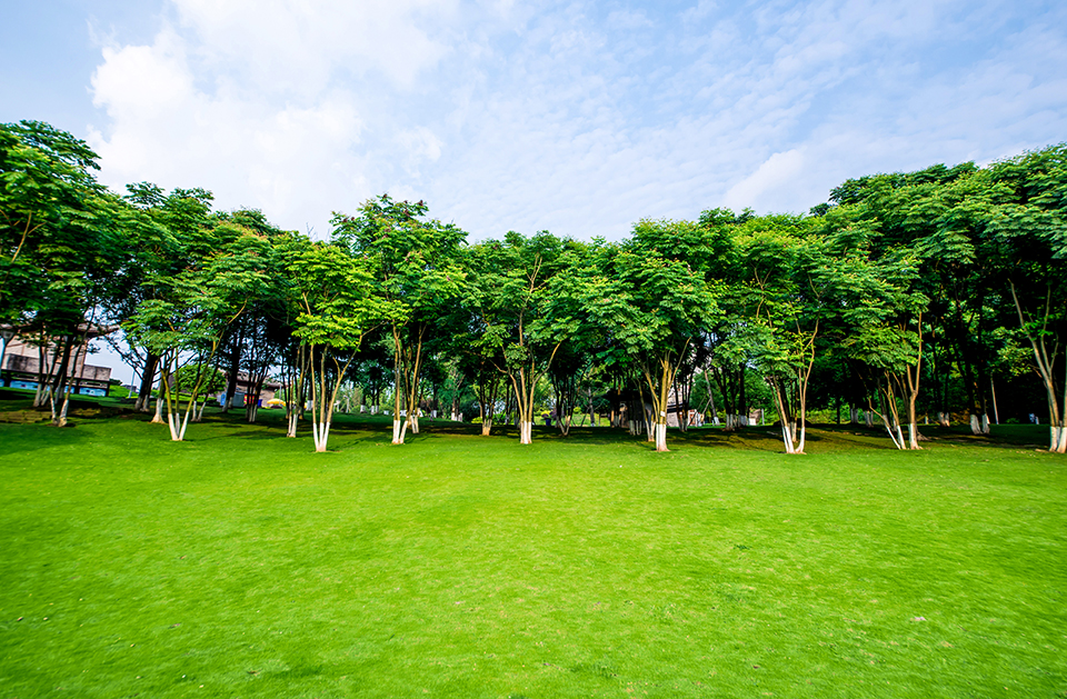 Verifikasi Legalitas Kayu 2 grassland landscape greening environment park background