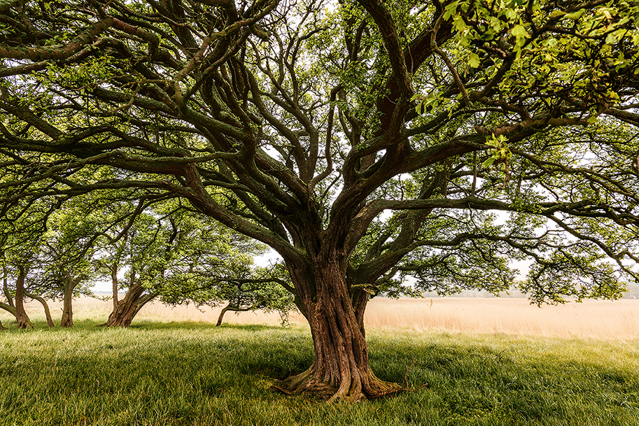 Verifikasi Legalitas Kayu 1 tree with huge tree trunk field
