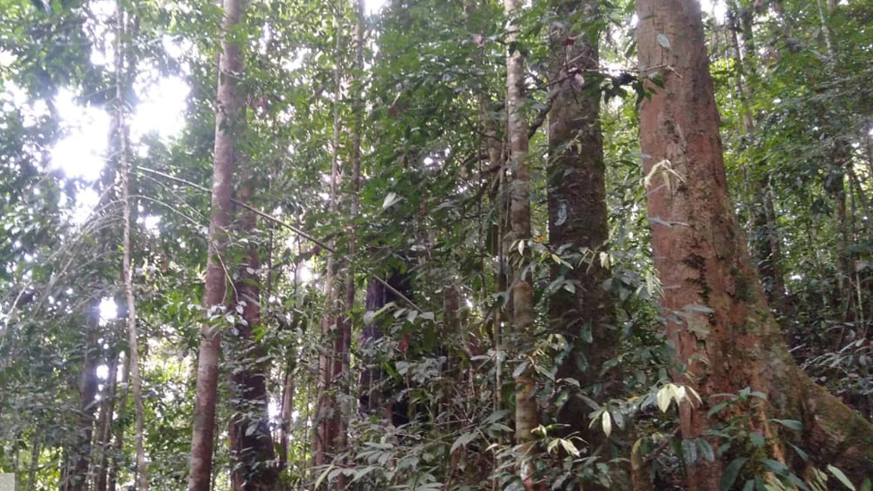 Mendorong Keberlanjutan dalam Industri Kayu Indonesia 6 beranda ise sfm