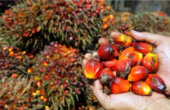 Biodiesel Sawit Punya Kandungan 9 Biodiesel Sawit Punya Kandungan