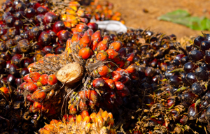 Artikel ptise desaign 2 Pengembangan Bioenergi Berbasis sawit dan ISPO Hilir Bioenergi