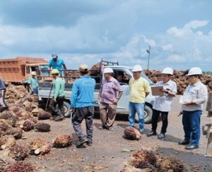 Artikel ptise desaign 1 Tantangan dalam Percepatan Sertifikasi ISPO dengan terbitnya