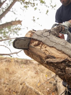 A closeup of a lumberjack with a chainsaw in a forest