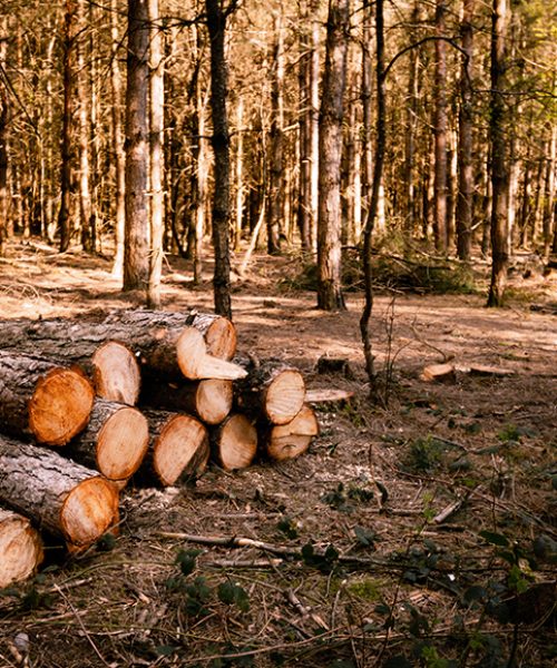 A selective focus shot of wood logs in a sunny forest